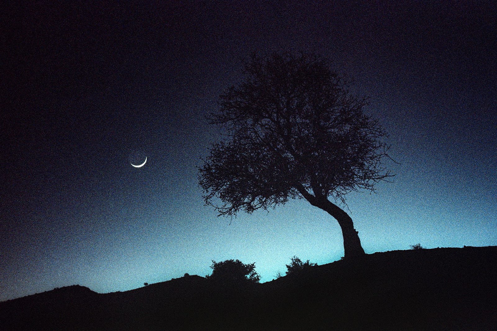 Arman Golestaneh